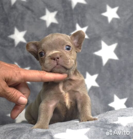 Девочка Изабелла. солид