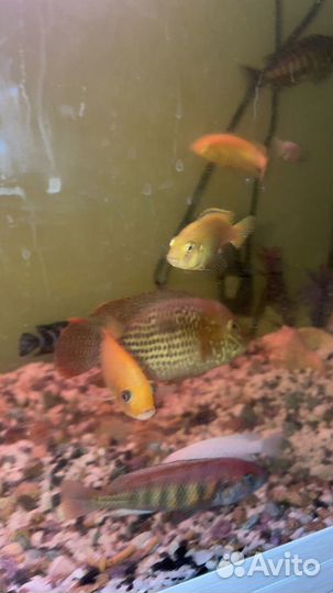 Акара бирюзовая