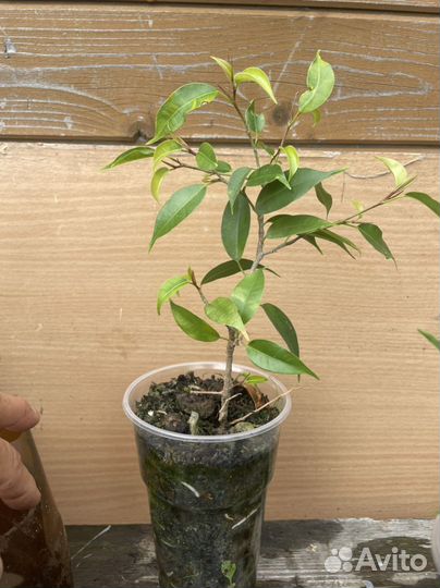 Фикус бенджамина