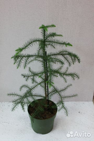 Араукария в горшке 14