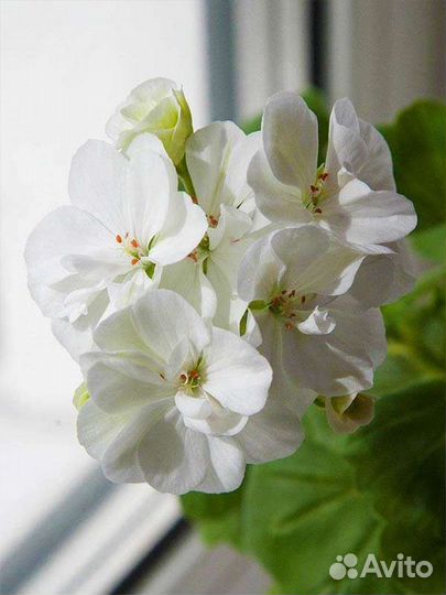 Пеларгония Бланка