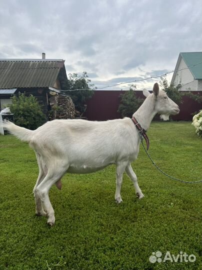 Зааненская коза