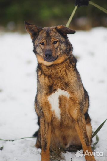 Грей ищет дом