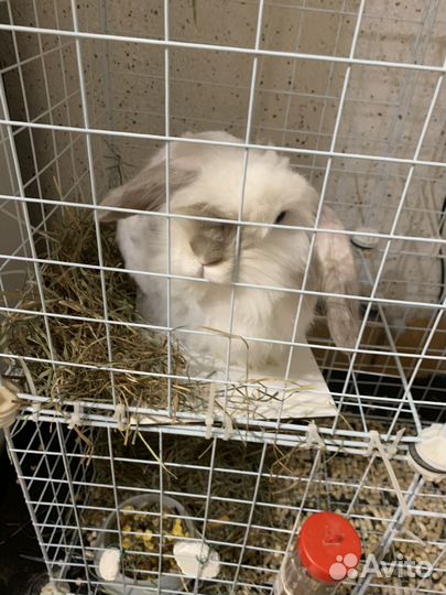 Декоративный кролик с клеткой