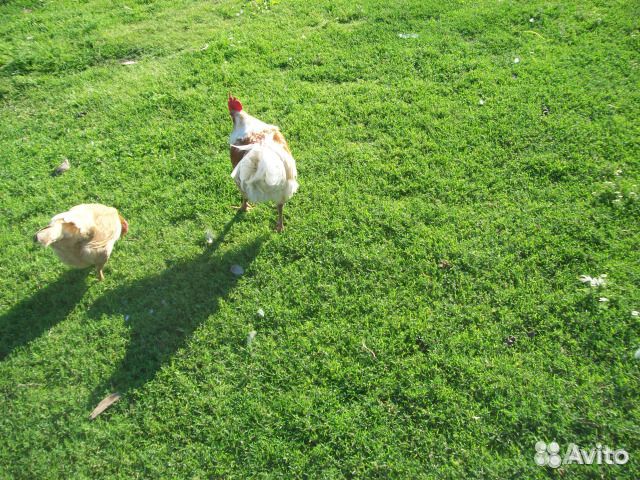 Петухи домашние