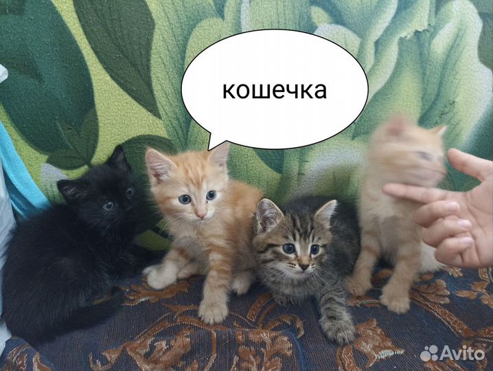 Котята в добрые руки