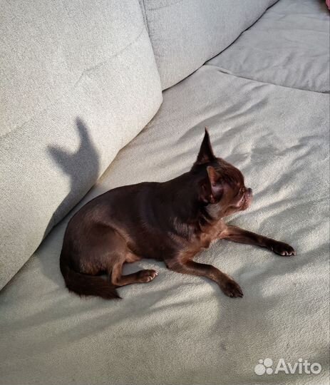 Вязка, Чихуахуа ждет невест