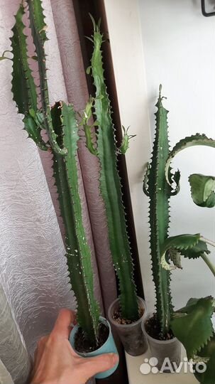 Комнатные растения, красула,каланхоэ,индийский лук