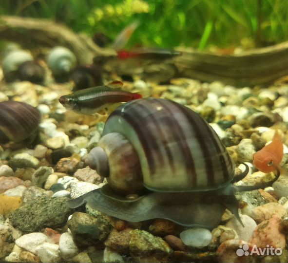 Мальки молинезии, улитки ампулярии