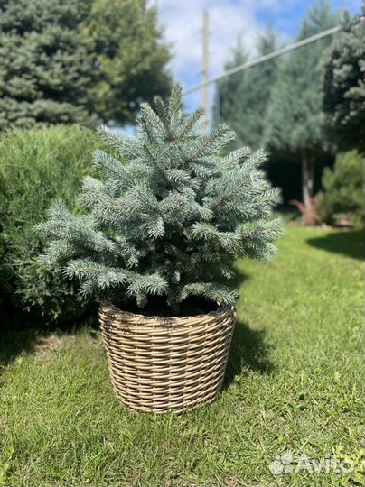 Ель голубая