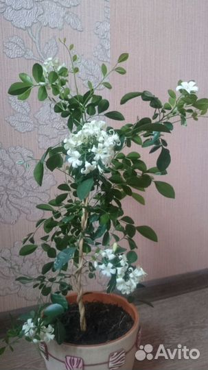 Домашние растения, Мурайя