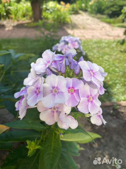 Флокс Гжель