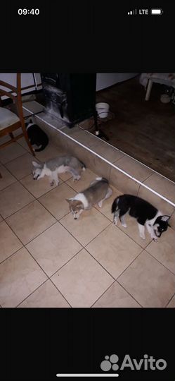 Щенки акита ину