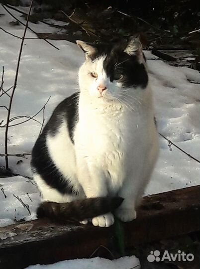 Отдам шикарного котика в хорошие руки