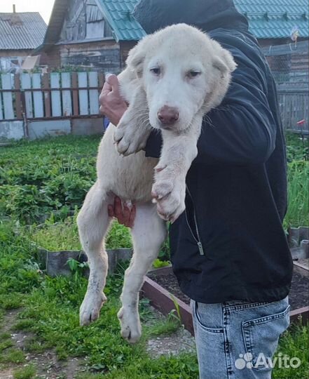 Среднеазиатская овчарка. сао. Алабай