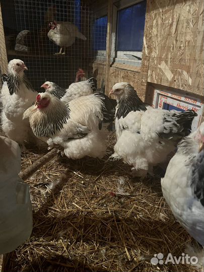 Цыплята суточные и месячные