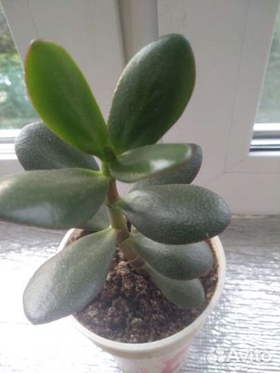Толстянка,денежное дерево
