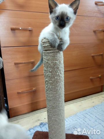 Тайские котята 1,5 месяца объявление продам