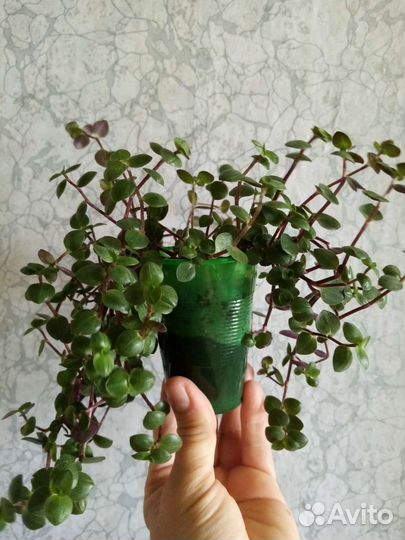 Герань, каллизия, традесканция