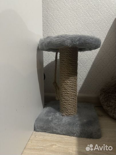 Когтеточка