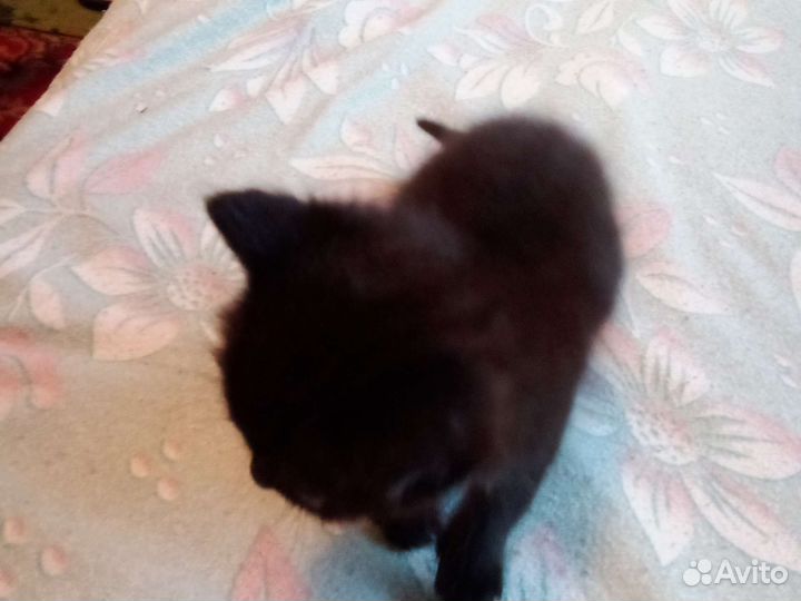 Котята отдам в добрые руки бесплатно,мама британка
