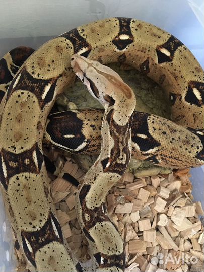 Императорский удав (змея)