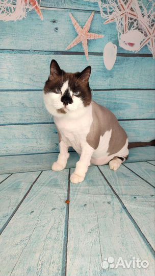 Стрижка кошек. Выезд