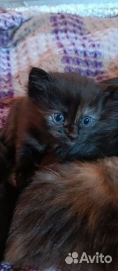 Котятки в добрые руки