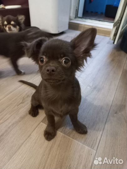 Щенки чихуахуа длинношерстные