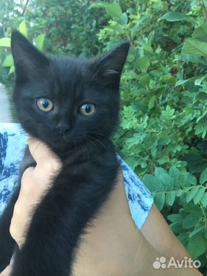 Котенок сажик ишет дом