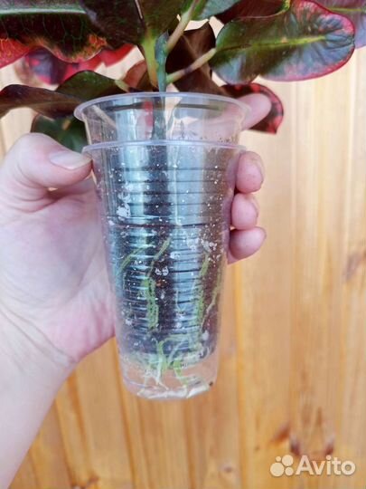 Кодиеум кротон Мамми, Голд Стар, Кисть Пикассо