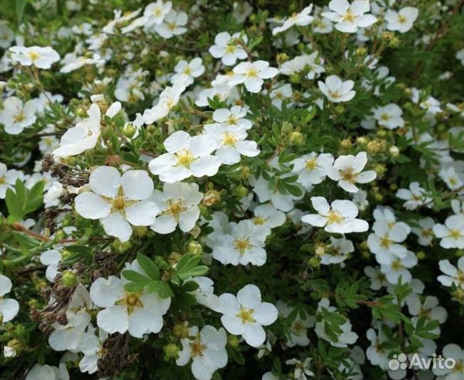 Лапчатка белая