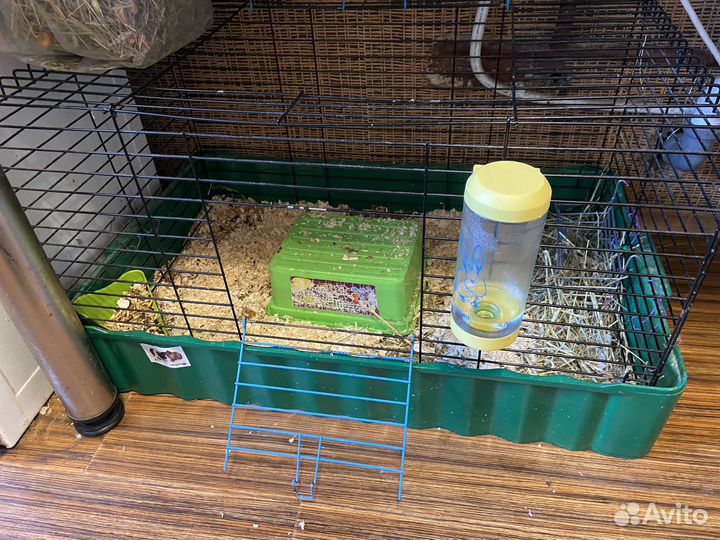 Морская свинка бесплатно