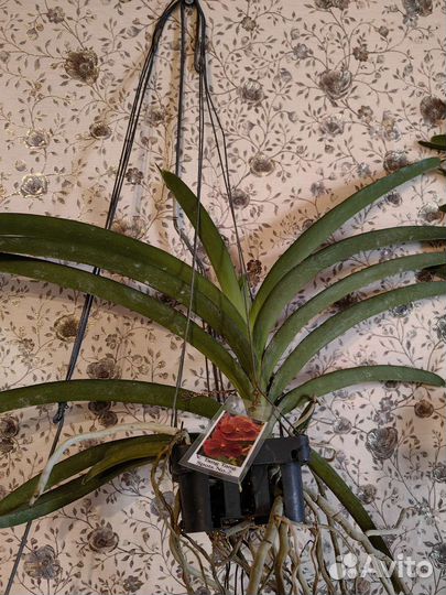 Орхидея Ванда vanda