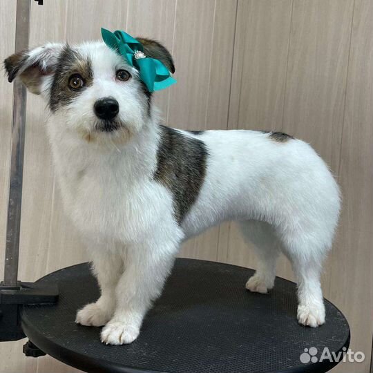 Собаки ищут дом