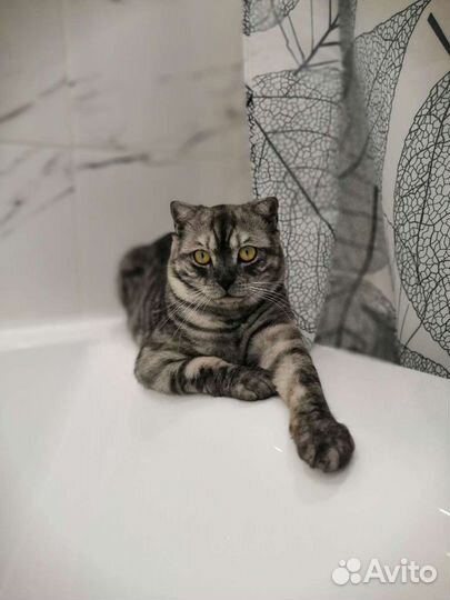 Шотландский вислоухий кот для вязки