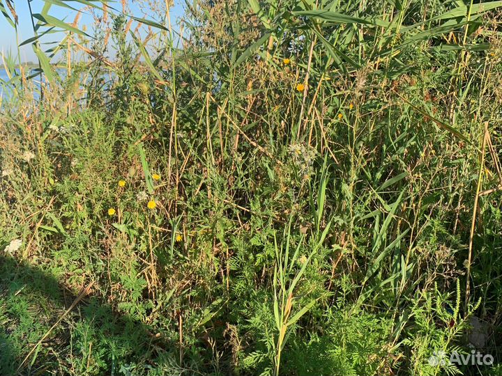 Корм для канареек певчих птиц, попугаев