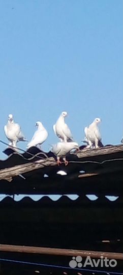 Голуби