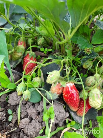 Рассада клубники