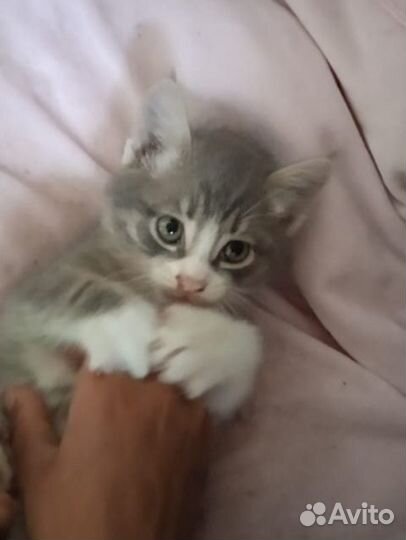 Котенок мальчик серый