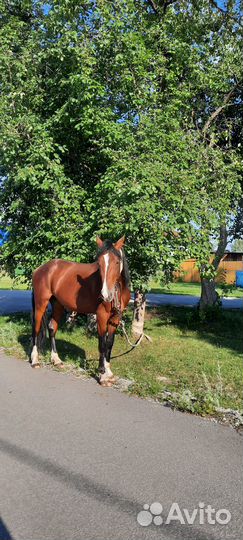 Жеребец рысак