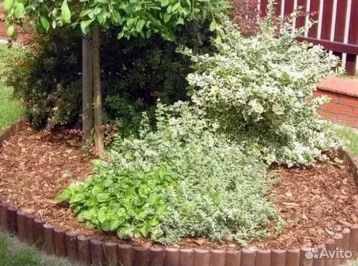 Кора Мульча