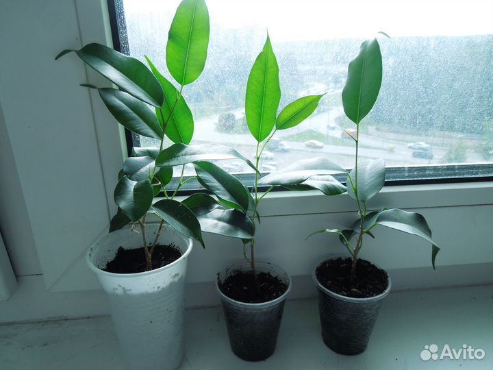 Продам комнатные цветы - фикусы