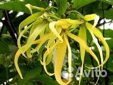 Иланг-иланг (Cananga odorata)