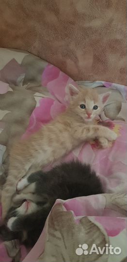 Рыжий котенок мальчик