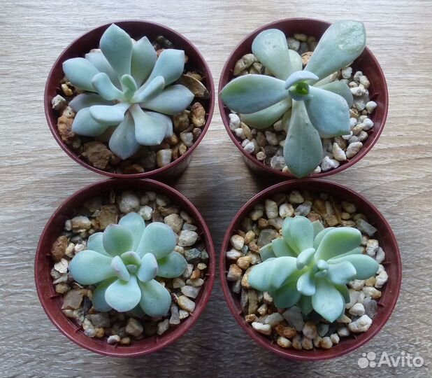 Хавортии, суккуленты