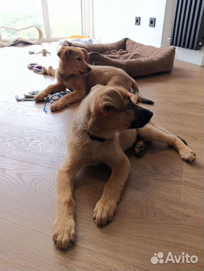 Щенки, мальчик и девочка в добрые руки