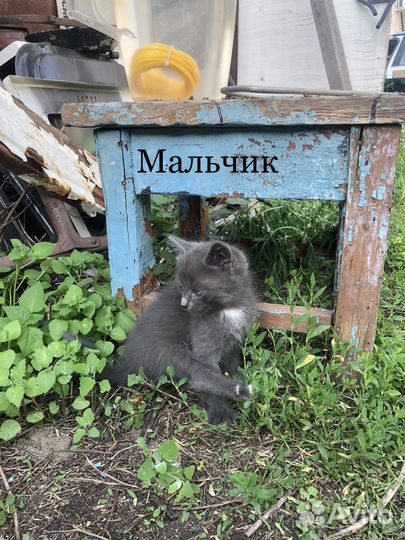 Котята 2 месяца в добрые руки