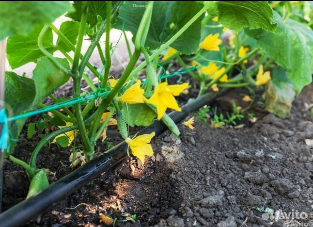 Автоматический капельный полив огорода новичкам