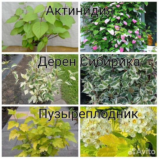 Саженцы декоративных растений